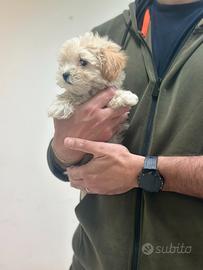 Maltipoo Crema disponibili ( Barboncino Maltese )