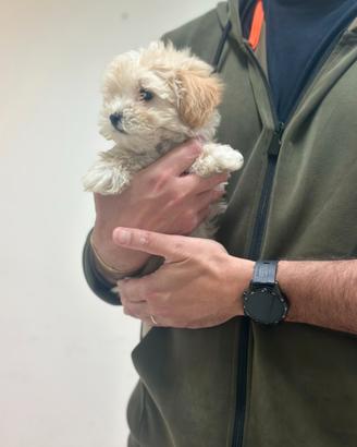 Maltipoo Crema disponibili ( Barboncino Maltese )