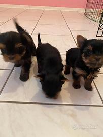 Yorkshire Terrier cuccioli