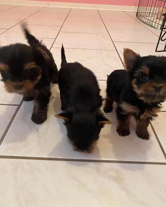 Yorkshire Terrier cuccioli
