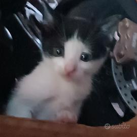 Gattini