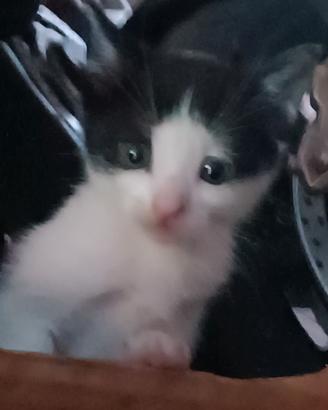 Gattini