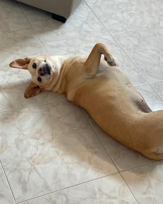 Cagnolina in adozione