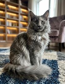 Gattino Maine Coon Blu Smoke (Linea Russa)