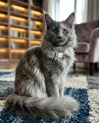 Gattino Maine Coon Blu Smoke (Linea Russa)