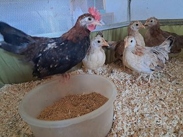 Galline mugellesi