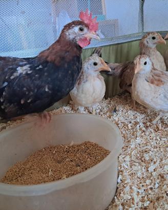 Galline mugellesi
