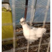 Coppia giovane galline Moroseta