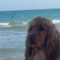 Cocker Spaniel