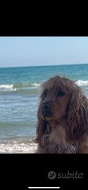 Cocker Spaniel