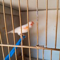 Canarino e coppia inseparabili