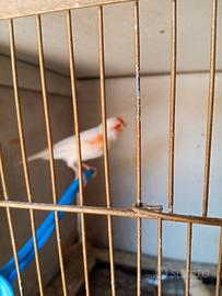 Canarino e coppia inseparabili