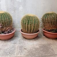 Echinocactus grusonii  cuscino della suocera 
