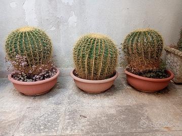 Echinocactus grusonii  cuscino della suocera 