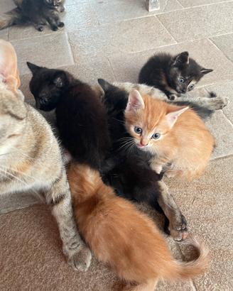 Gattini