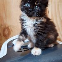 Cucciolo Maine Coon con Pedigree