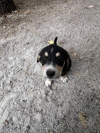 Cucciola incrocio beagle