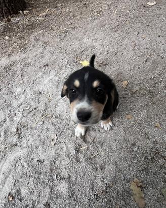 Cucciola incrocio beagle