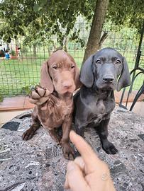 Cuccioli di cane da tartufo bracco