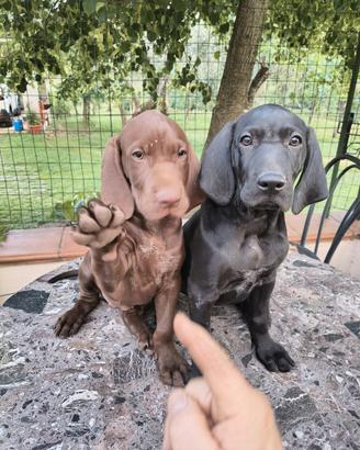 Cuccioli di cane da tartufo bracco