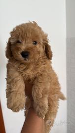 Cuccioli barboncino disponibili