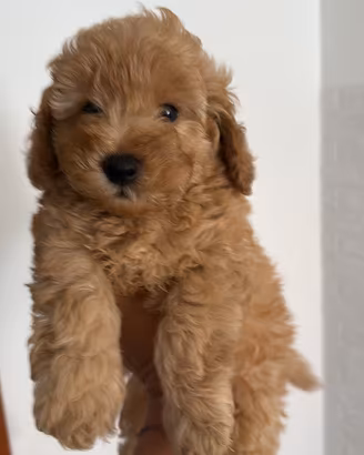 Cuccioli barboncino disponibili
