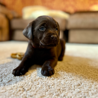 Cuccioli di labrador retriever cioccolato