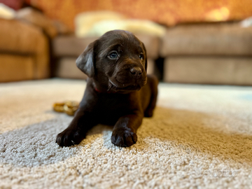Cuccioli di labrador retriever cioccolato