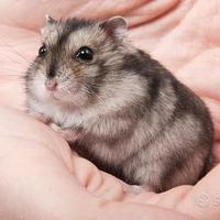 Criceti Russi e Siberiani