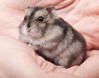 Criceti Russi e Siberiani