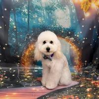 Barboncino per accoppiamento