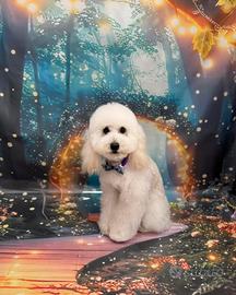 Barboncino per accoppiamento