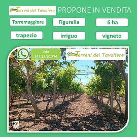 Splendido Vigneto di 6 Ettari a Torremaggiore