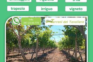 Splendido Vigneto di 6 Ettari a Torremaggiore