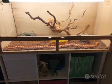 Serpente del grano candycane