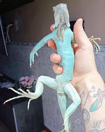 Iguana Blu