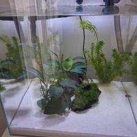 acquario cubo 64  litri 