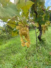 Mosto per vin santo