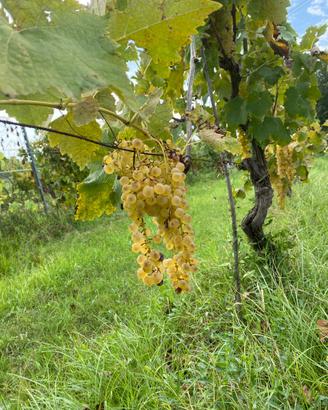 Mosto per vin santo