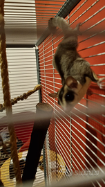 Petauro dello zucchero