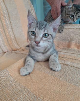Cuccioli gattini