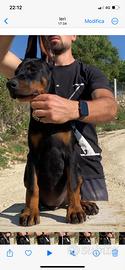 Dobermann