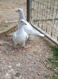 Piccione Viaggiatore Italiano