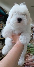 Barboncini, Maltesini, e Maltipoo toy