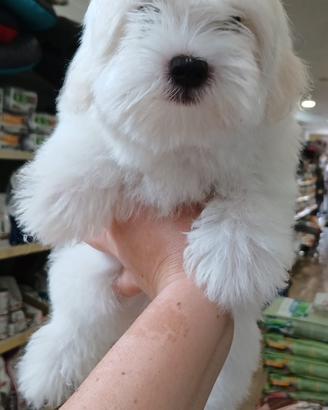 Barboncini, Maltesini, e Maltipoo toy