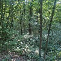 Terreno con bosco ceduo