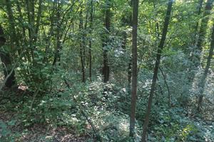 Terreno con bosco ceduo