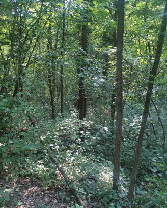 Terreno agricolo con bosco ceduo