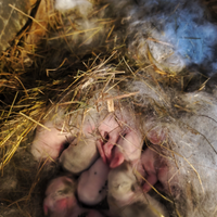 Coniglietti ariete nano