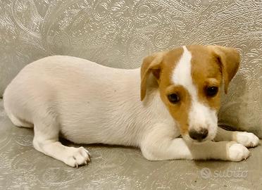 Cuccioli jeaik russell